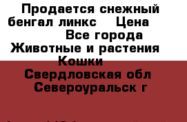 Продается снежный бенгал(линкс) › Цена ­ 25 000 - Все города Животные и растения » Кошки   . Свердловская обл.,Североуральск г.